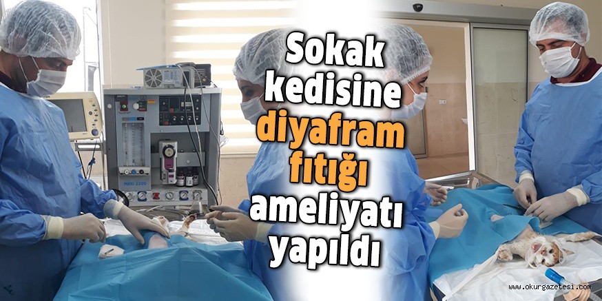 Sokak kedisine diyafram fıtığı ameliyatı yapıldı