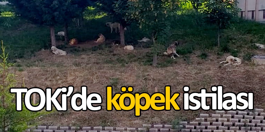 TOKi’de köpek istilası