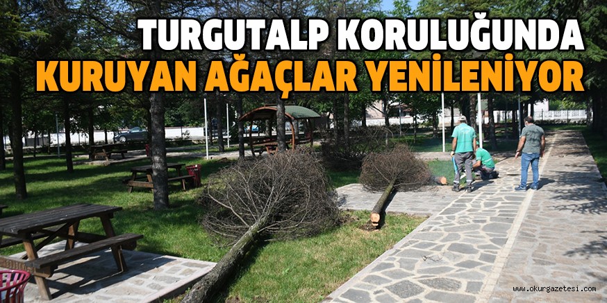 TURGUTALP KORULUĞUNDA KURUYAN AĞAÇLAR YENİLENİYOR
