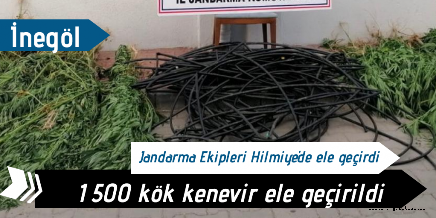 1500 kök kaçak kenevir ele geçirildi