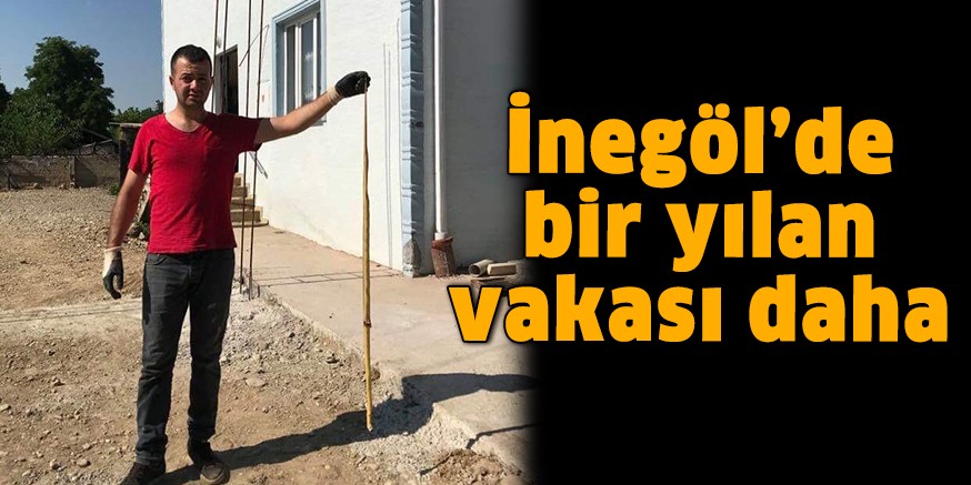 İnegöl’de bir yılan vakası daha
