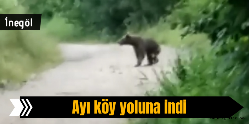 İnegöl’ün köyüne inen ayı tedirginlik yaşattı
