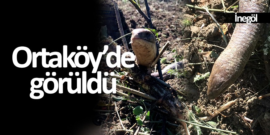 “Onları görünce öldürmeyin”