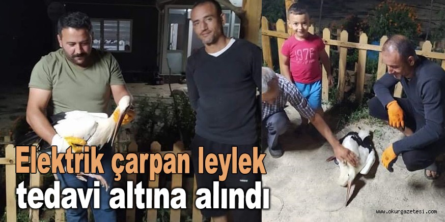 Elektrik çarpan leylek tedavi altına alındı