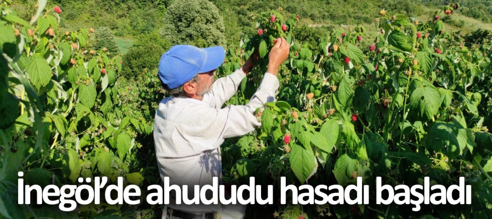 İnegöl’de ahududu hasadı başladı