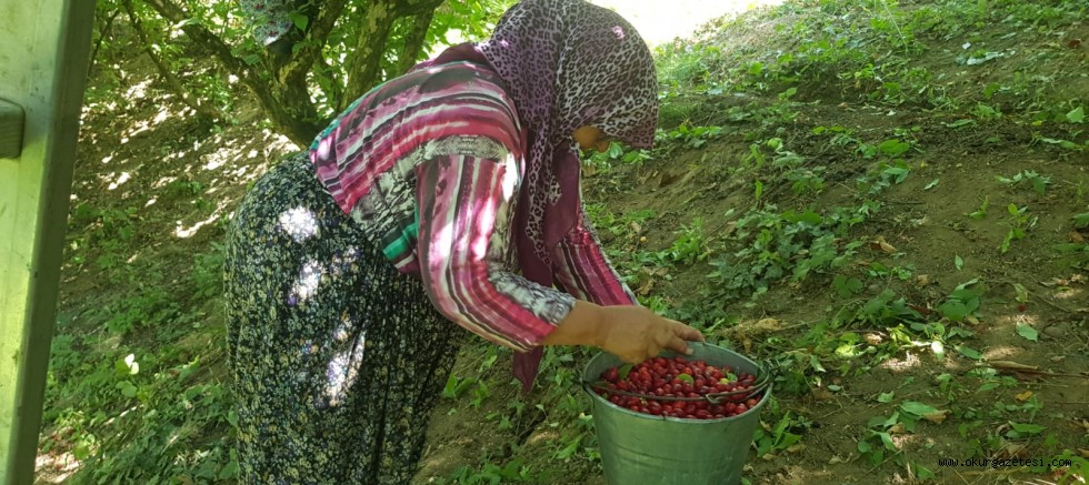 KIZILCIK HASADI BAŞLADI