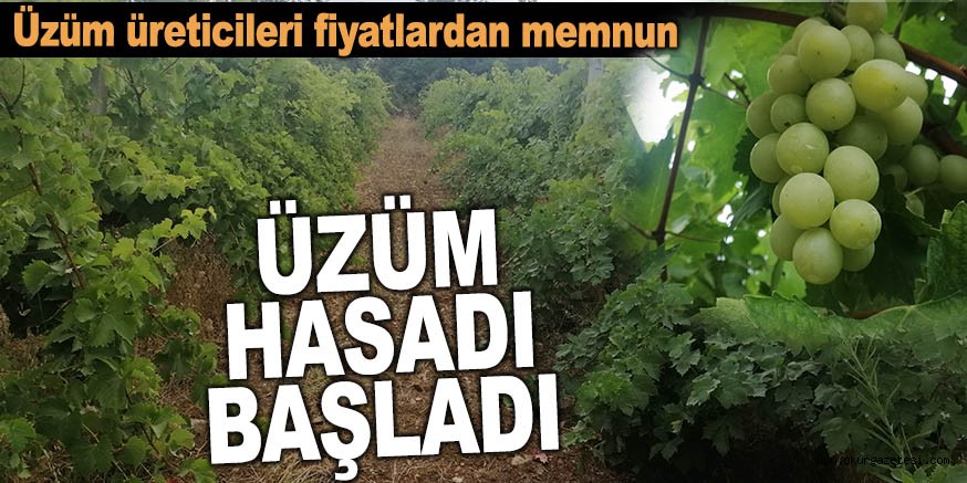 ÜZÜM HASADI BAŞLADI: Üreticiler fiyatlardan memnun