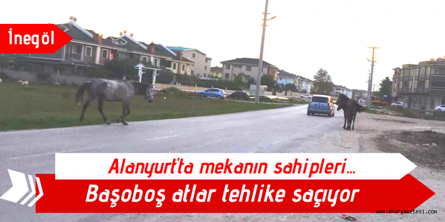 Başıboş atlar tehlike saçıyor