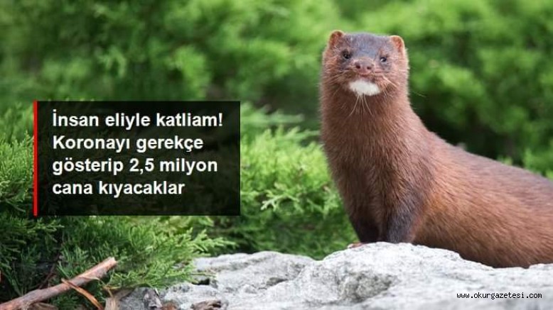 Danimarka’da hayvanlarda görülen koronavirüs vakaları nedeniyle 2,5 milyon vizon öldürülecek