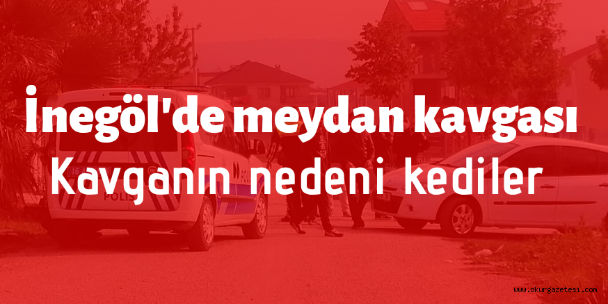 İnegöl’de kedi kavgası