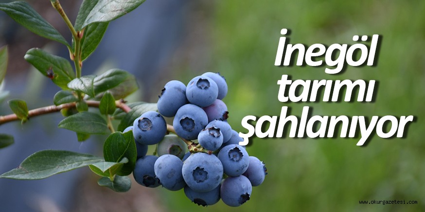 İNEGÖL TARIMI ŞAHLANIYOR