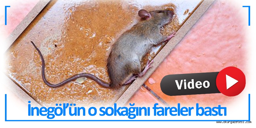 VATANDAŞLAR EVLERDE FARE AVLIYOR