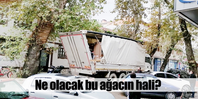 Ne olacak bu ağacın hali?