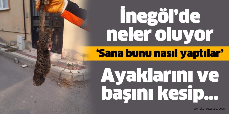 YAVRU KEDi KATLEDiLDi