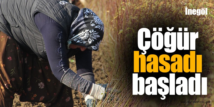 Döviz getiren çöğür hasadı başladı