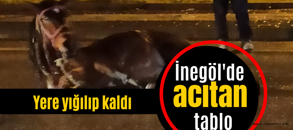 İnegöl’de acıtan görüntü