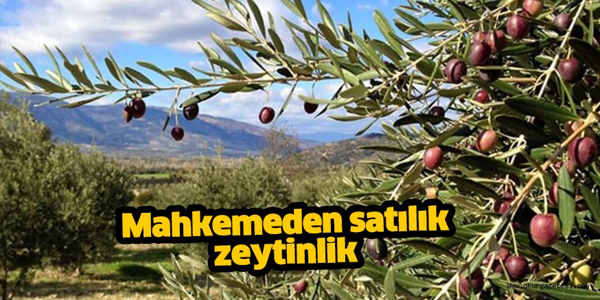 Mahkemeden satılık zeytinlik