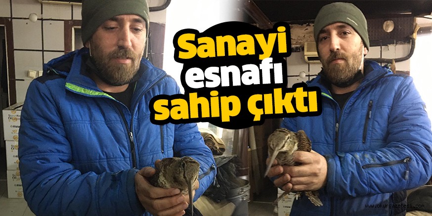 Yaralı çulluğa sahip çıktı