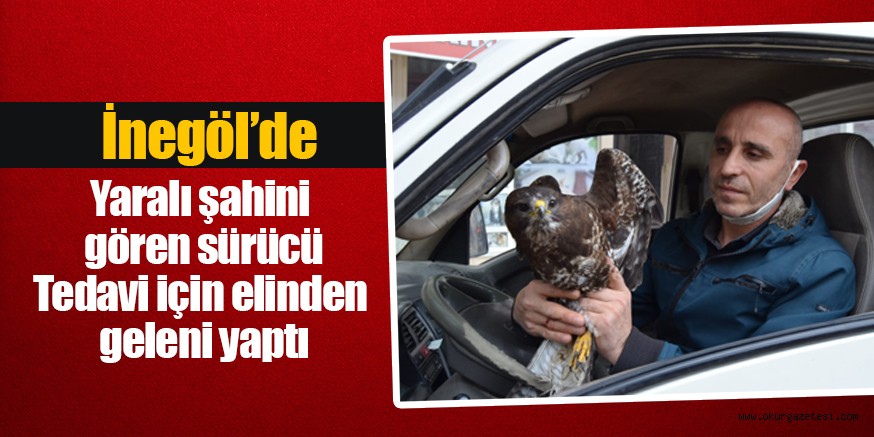 Yaralı şahini gören sürücü Tedavi için elinden geleni yaptı