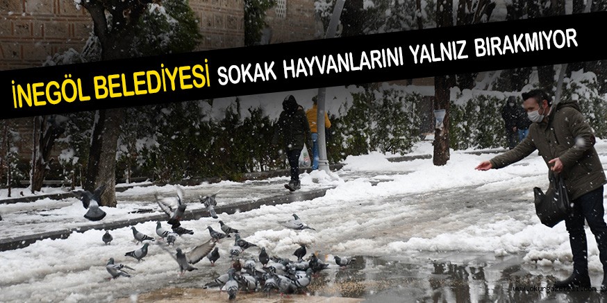 İNEGÖL BELEDİYESİ SOKAK HAYVANLARINI YALNIZ BIRAKMIYOR