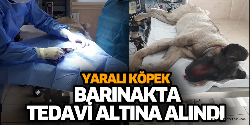YARALI KÖPEK BARINAKTA TEDAVİ ALTINA ALINDI