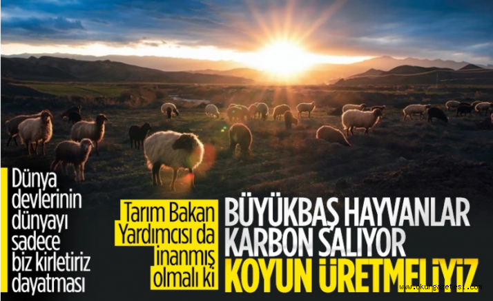 Ayşe Ayşin Işıkgece: Karbon salınımı nedeniyle koyun üretilecek