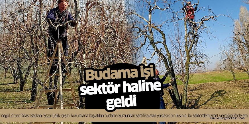 Budama işi sektör halinde geldi