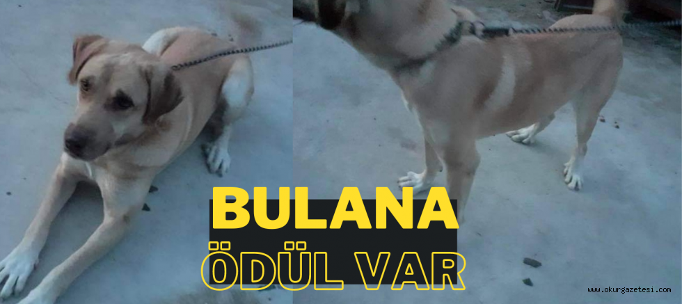 İnegöl’de bu köpeği bulana 1000 lira ödül