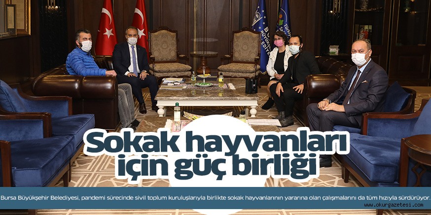 Sokak hayvanları için güç birliği