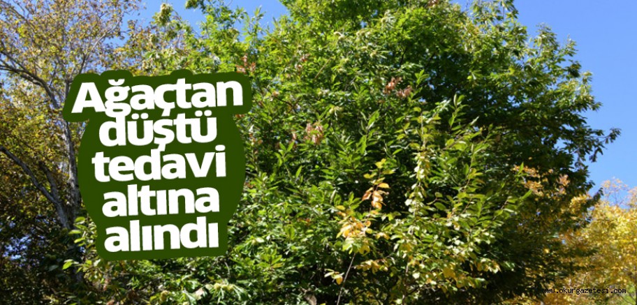 Ağaçtan düşen kişi hastanelik oldu