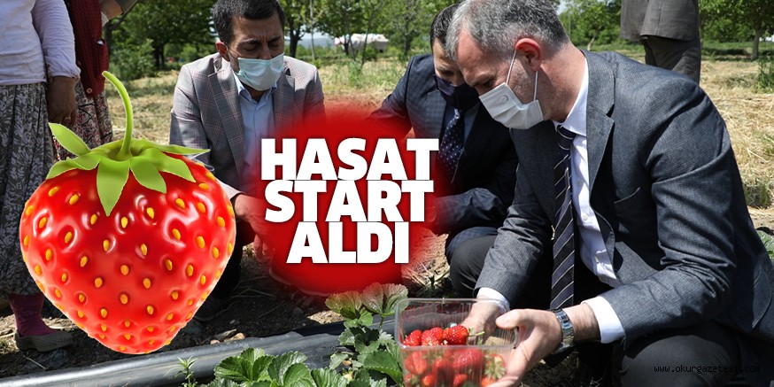 Çilek hasadı başladı