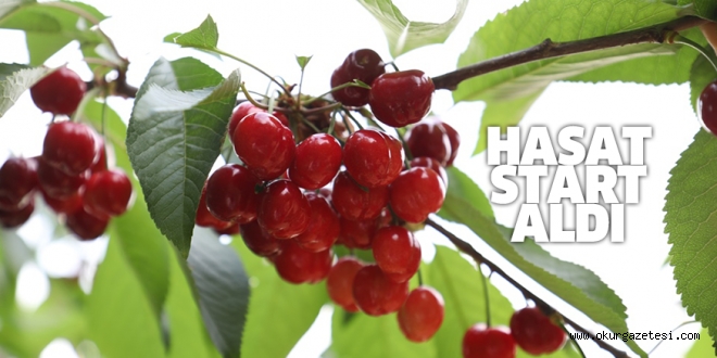 İnegöl’de kiraz hasadı