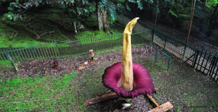 Adı ceset çiçeği! Koklamak için akın akın gelip saatlerce sırada beklediler