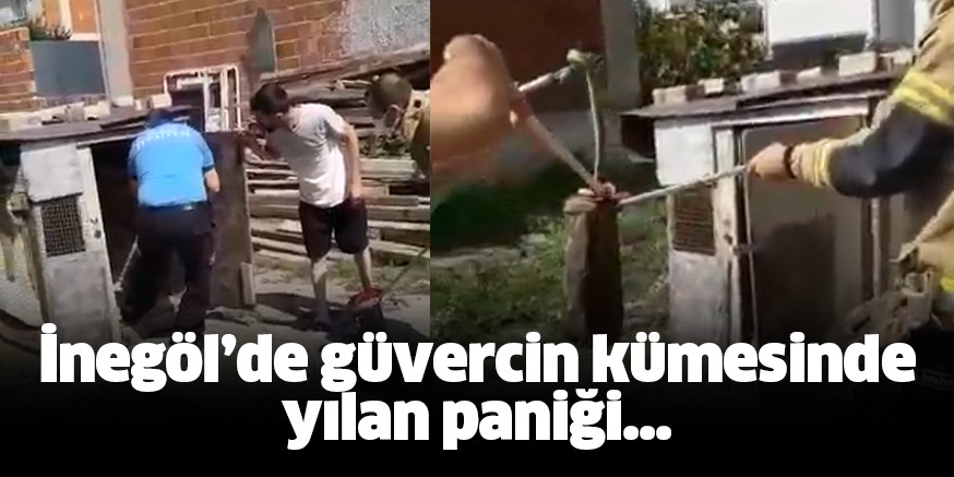 Güvercin kümesine giren yılan, İtfaiye Ekipleri tarafından çıkarıldı
