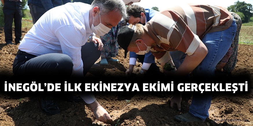 İNEGÖL’DE İLK EKİNEZYA EKİMİ GERÇEKLEŞTİ