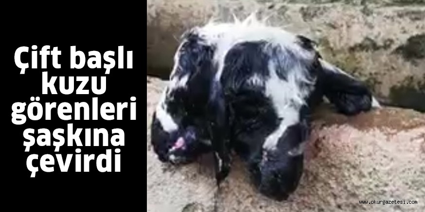 Çift başlı kuzu görenleri şaşkına çevirdi