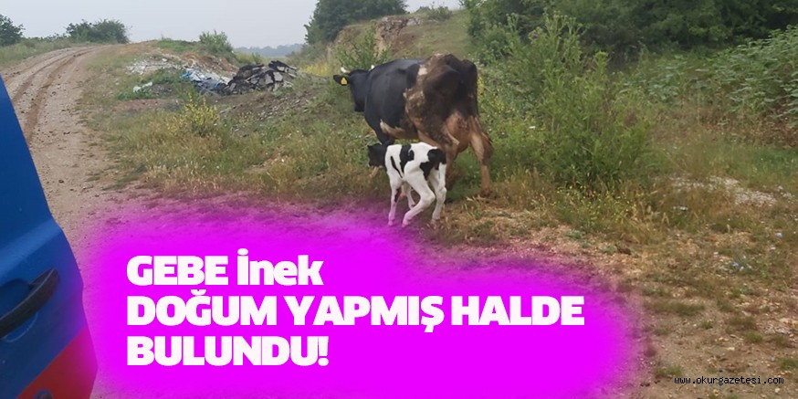 GEBE İnek DOĞUM YAPMIŞ HALDE BULUNDU!
