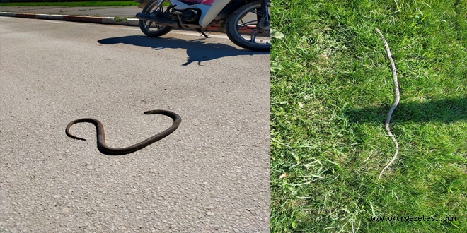 Havaalanı Caddesi’nde yılan paniği