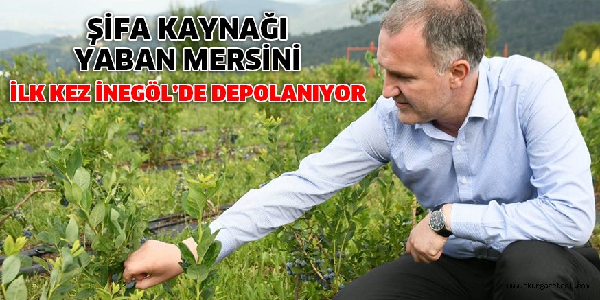 ŞİFA KAYNAĞI YABAN MERSİNİ İLK KEZ İNEGÖL’DE DEPOLANIYOR