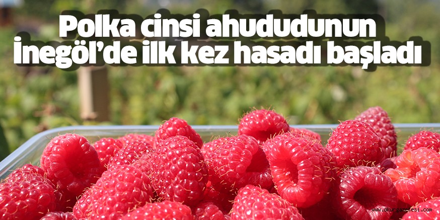 İnegöl’de Polka cinsi ahududu hasadı başladı, üretici fiyatlardan memnun