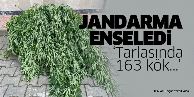 Tarlasında 163 kök kenevir bitkisi ele geçirilen kişi gözaltına alındı