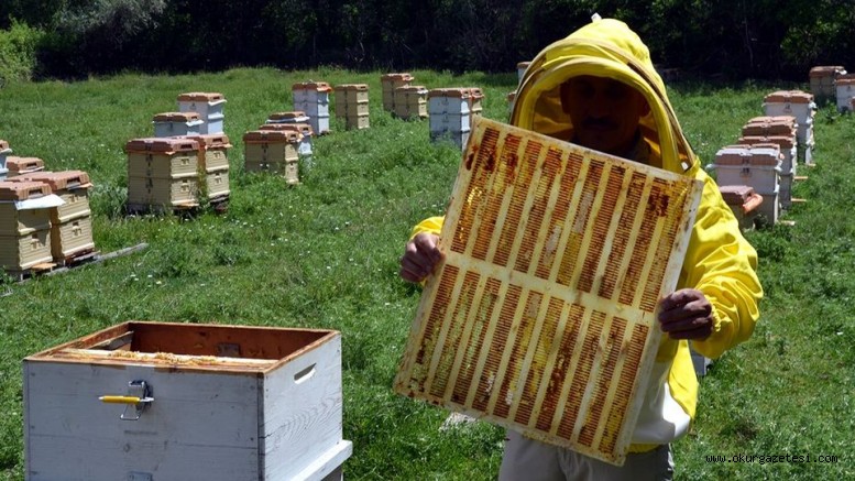 Arı ürünlerinin kemoterapinin yan etkilerini azalttığı bilimsel olarak kanıtlandı