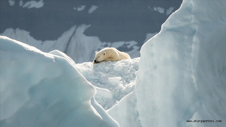 Buzullardaki erime kutup ayılarının genetik çeşitliliğini kaybetmesine yol açıyor