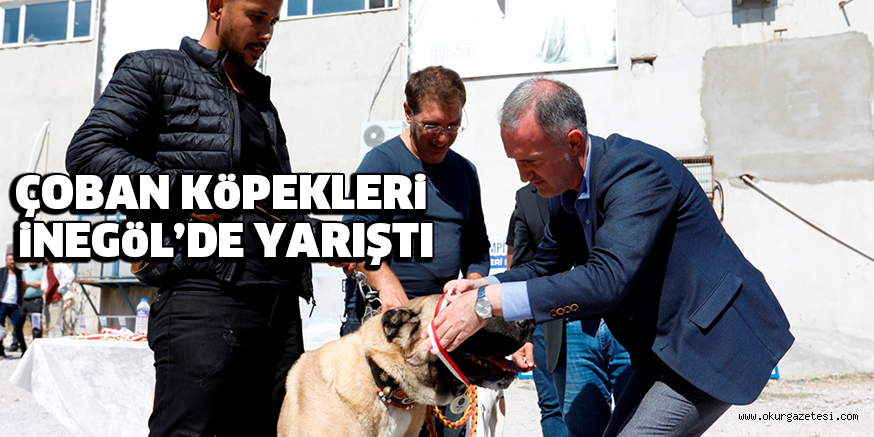 ÇOBAN KöPEKLERi iNEGöL’DE YARIŞTI