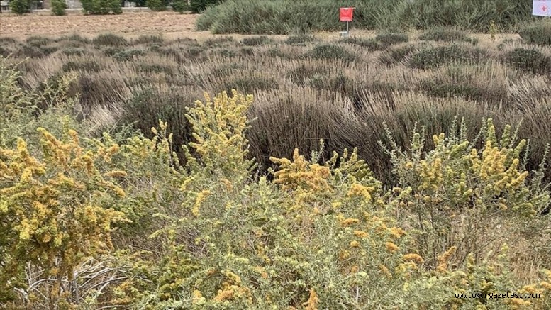 Erozyonla mücadelenin ‘marifetli bitkisi’ küçükbaş hayvanların da besini oldu