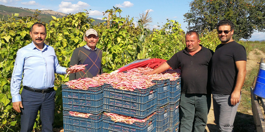 İznik’te barbunya hasadına başlayan çiftçiler fiyattan memnun