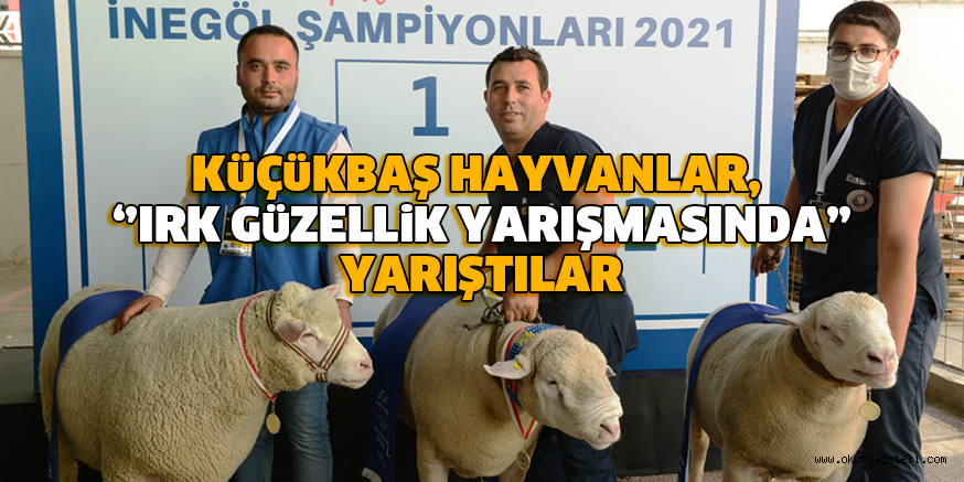 KüÇüKBAŞ HAYVANLAR, ‘’IRK GüZELLiK YARIŞMASINDA’’ YARIŞTILAR