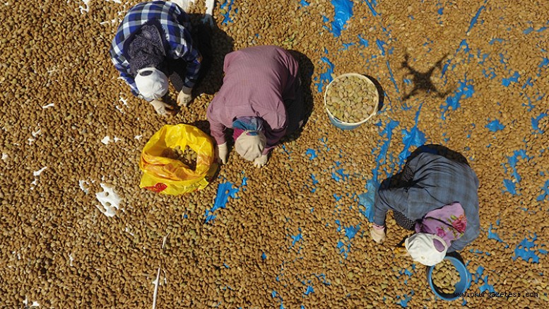 Şehir hayatını terk eden veteriner hekim köyünde badem yetiştiriyor
