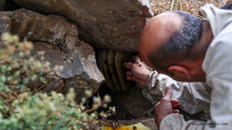 Van’da kaya balı hasadı sürüyor