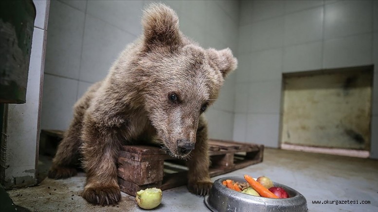 Ayı barınağının sevimli yavrusu ‘Turkuaz’ın gözleri özel bakımla açılacak